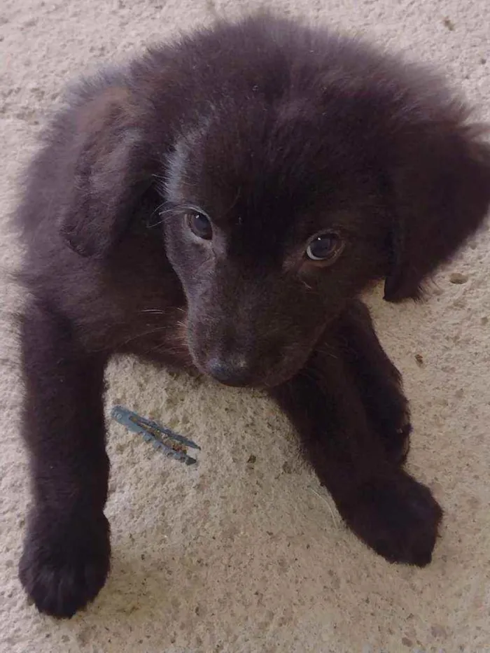 Cachorro ra a SRD idade Abaixo de 2 meses nome Filhotinhos