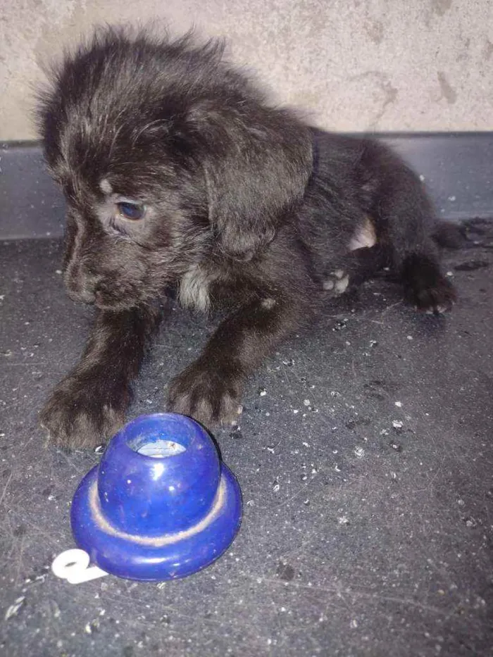 Cachorro ra a SRD idade Abaixo de 2 meses nome Filhotinhos