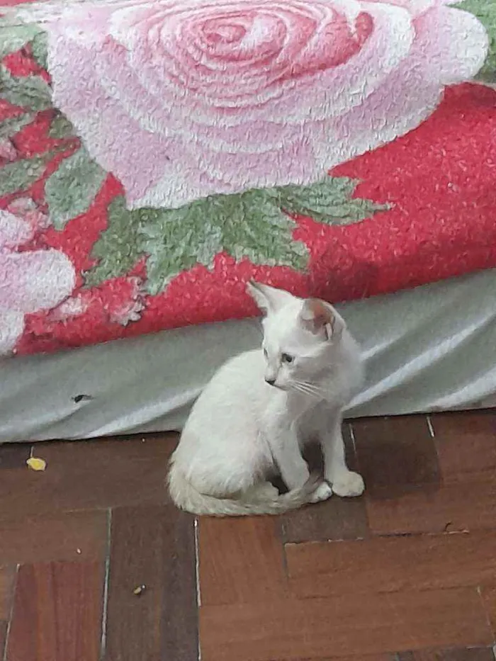 Gato ra a Não sei  idade 2 a 6 meses nome Sol