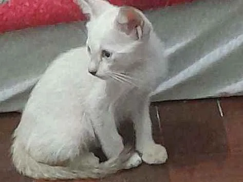 Gato ra a Não sei  idade 2 a 6 meses nome Sol
