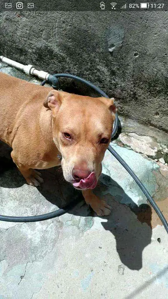 Cachorro ra a Pitbull Red_Nose idade 7 a 11 meses nome Kira