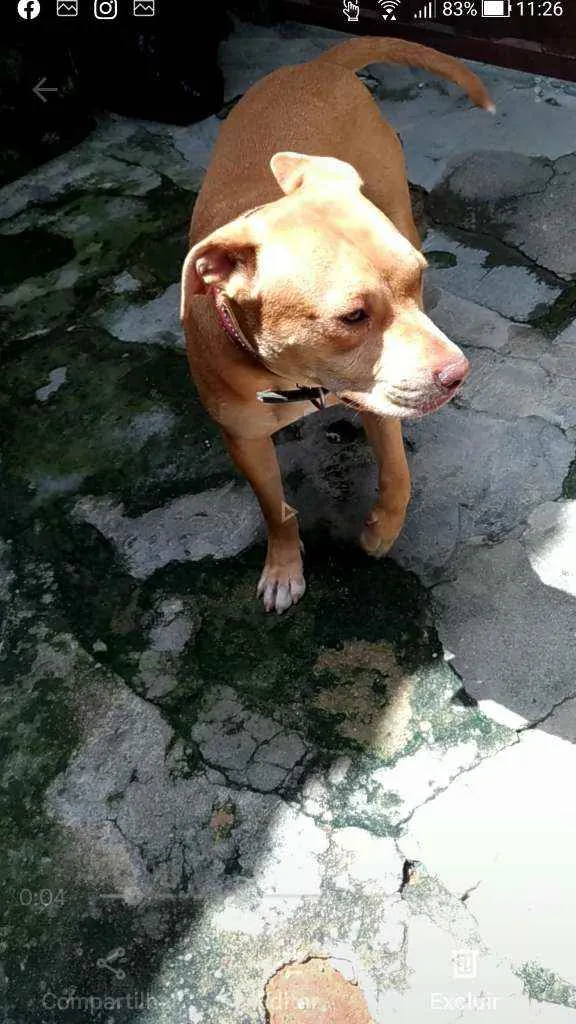 Cachorro ra a Pitbull Red_Nose idade 7 a 11 meses nome Kira