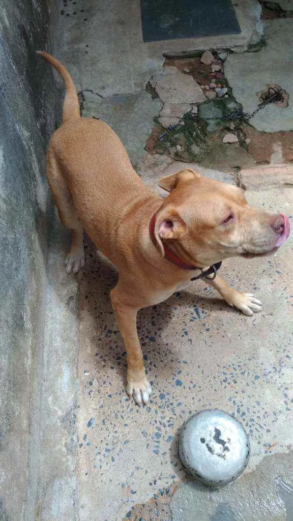 Cachorro ra a Pitbull Red_Nose idade 7 a 11 meses nome Kira