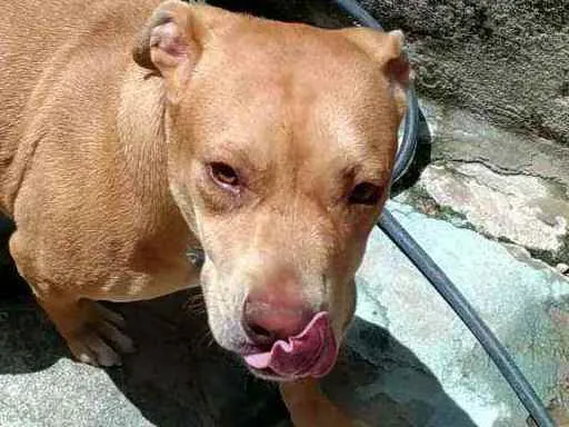 Cachorro ra a Pitbull Red_Nose idade 7 a 11 meses nome Kira