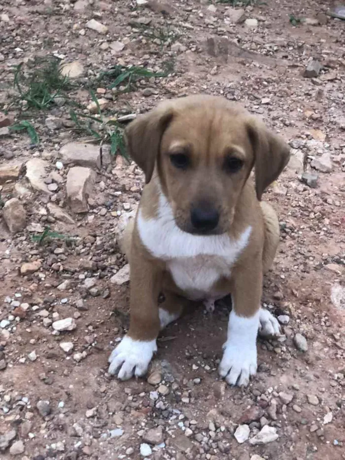 Cachorro ra a Sem raça  idade 2 a 6 meses nome Dois machos 