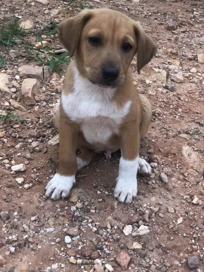 Cachorro ra a Sem raça  idade 2 a 6 meses nome Dois machos 