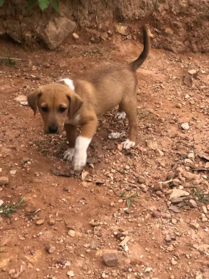 Cachorro ra a Sem raça  idade 2 a 6 meses nome Dois machos 