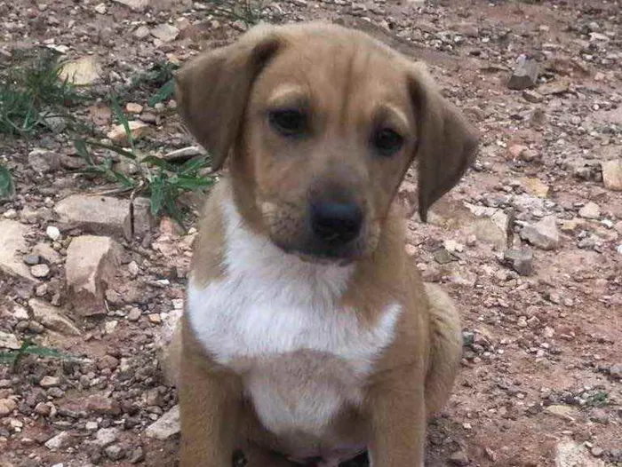 Cachorro ra a Sem raça  idade 2 a 6 meses nome Dois machos 