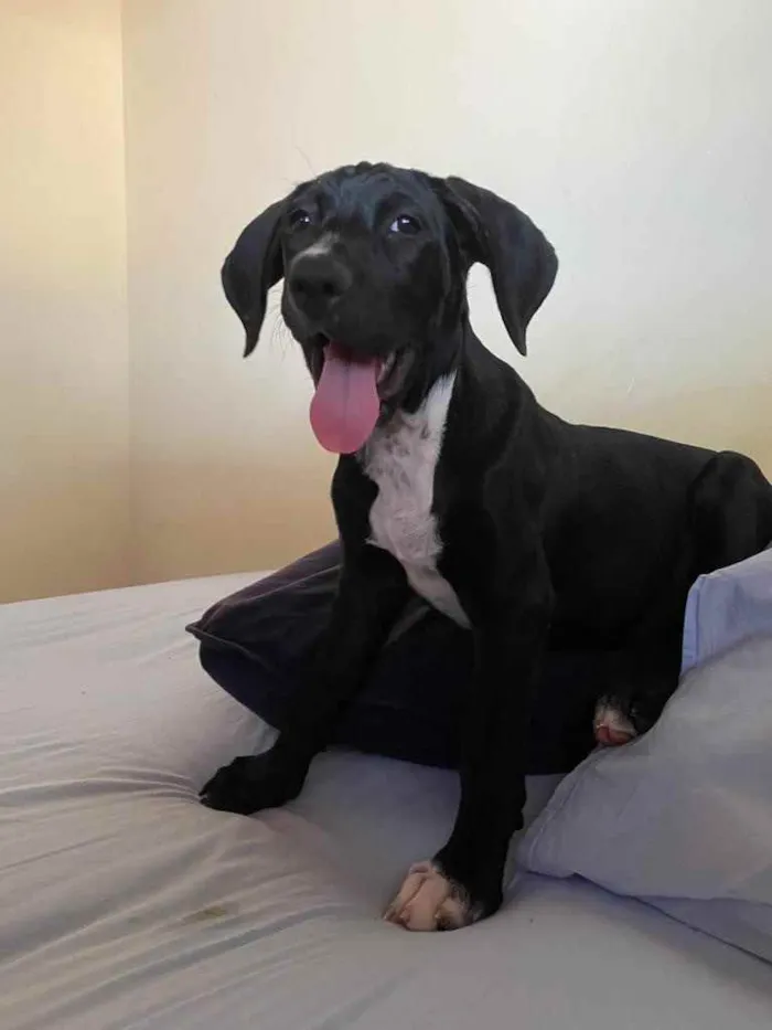 Cachorro ra a Sem raça  idade 2 a 6 meses nome Lady 