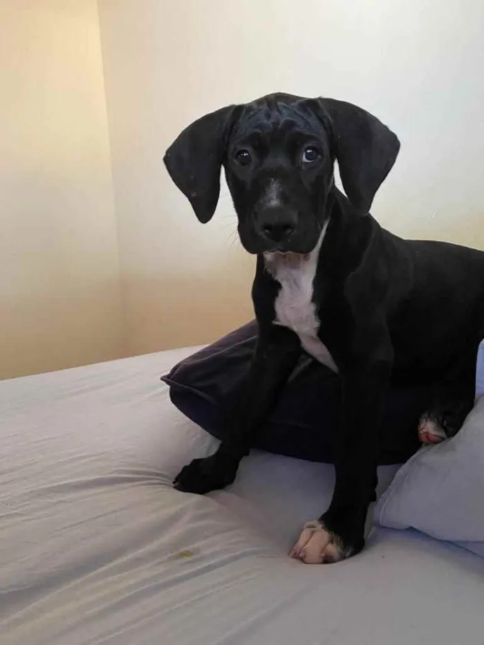 Cachorro ra a Sem raça  idade 2 a 6 meses nome Lady 