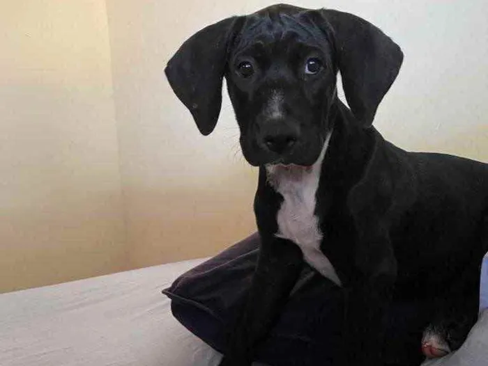 Cachorro ra a Sem raça  idade 2 a 6 meses nome Lady 