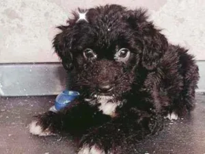 Cachorro raça SRD idade Abaixo de 2 meses nome Filhotinhos