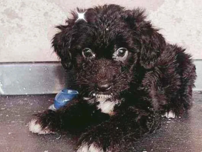 Cachorro ra a SRD idade Abaixo de 2 meses nome Filhotinhos