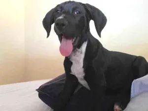 Cachorro raça Sem raça  idade 2 a 6 meses nome Lady 