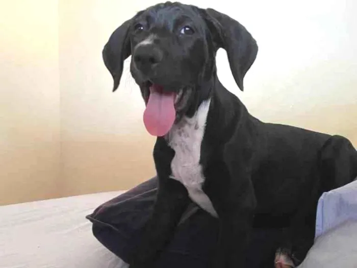 Cachorro ra a Sem raça  idade 2 a 6 meses nome Lady 