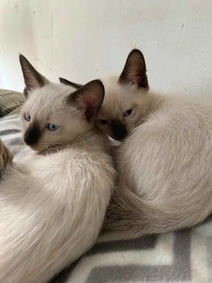 Gato ra a Não definida idade Abaixo de 2 meses nome Sem nomes