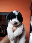 Pandinha