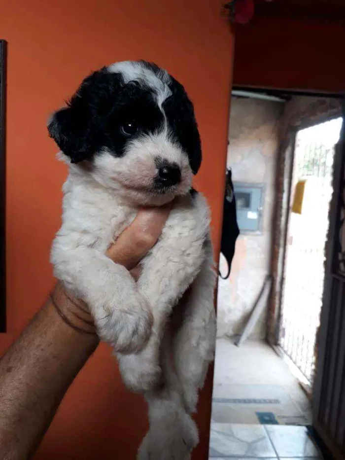 Cachorro ra a Border Collie, poodle, srd idade Abaixo de 2 meses nome Pandinha