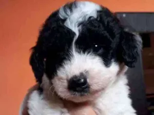 Cachorro raça Border Collie, poodle, srd idade Abaixo de 2 meses nome Pandinha