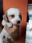 Caramelo