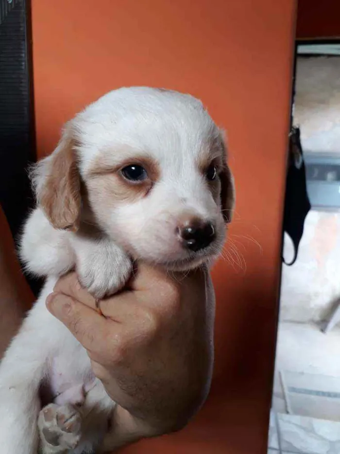 Cachorro ra a Border Collie, poodle, srd idade Abaixo de 2 meses nome Caramelo