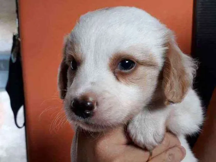 Cachorro ra a Border Collie, poodle, srd idade Abaixo de 2 meses nome Caramelo