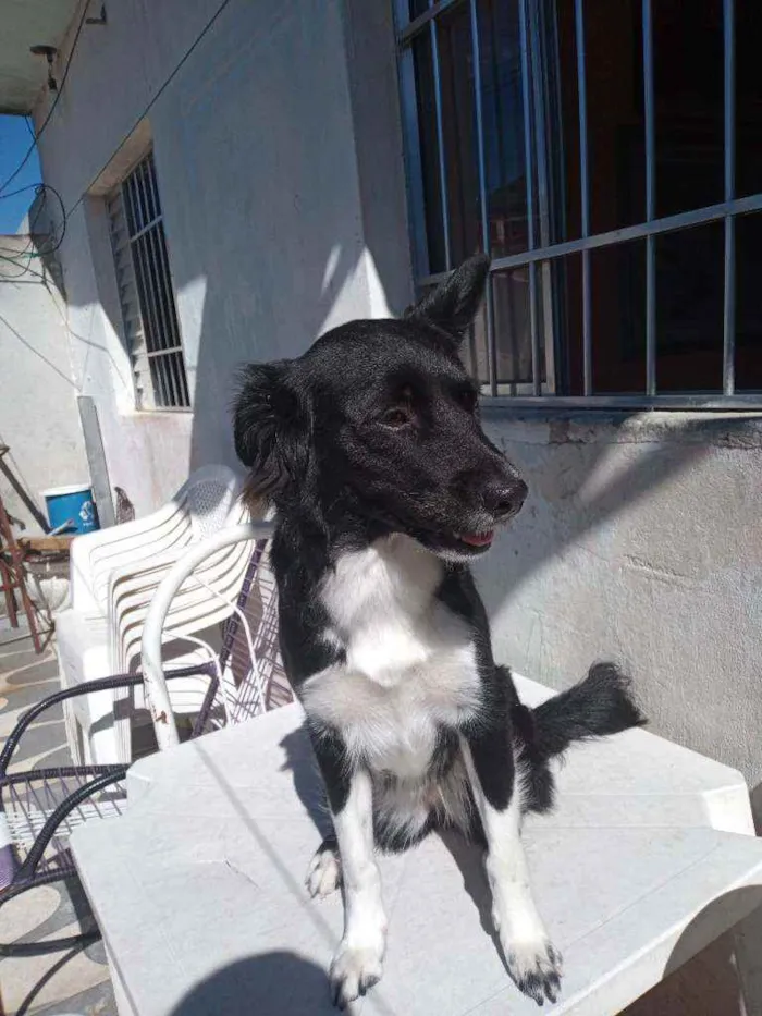 Cachorro raça SRD idade 2 anos nome Maya