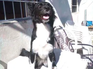 Cachorro raça SRD idade 2 anos nome Maya