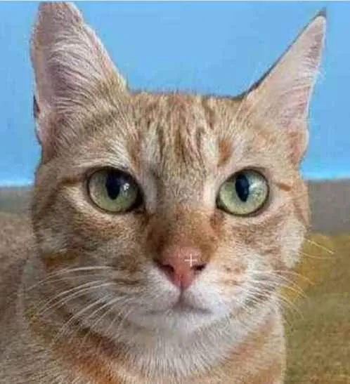Gato ra a srd bicolor idade 1 ano nome OHANA