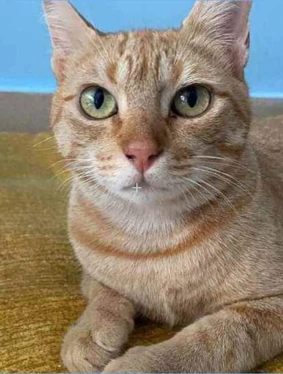 Gato ra a srd bicolor idade 1 ano nome OHANA