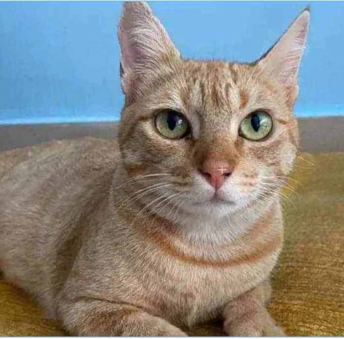 Gato ra a srd bicolor idade 1 ano nome OHANA