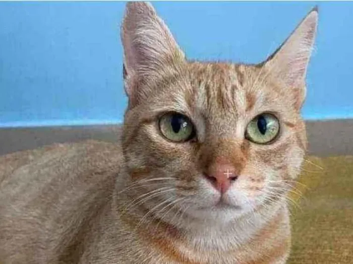 Gato ra a srd bicolor idade 1 ano nome OHANA