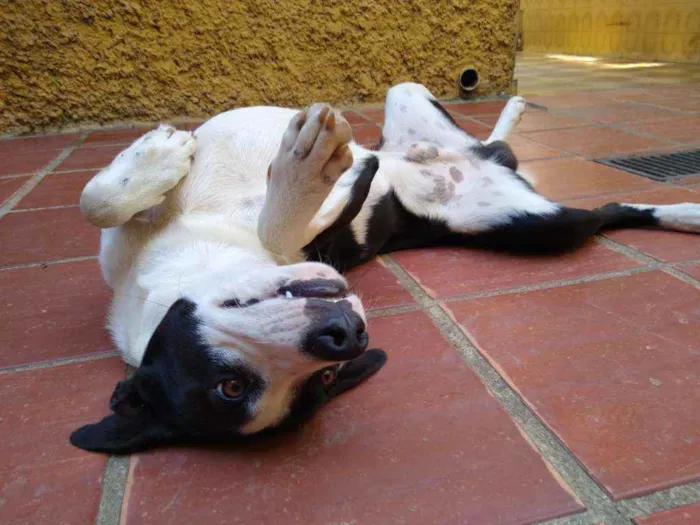 Cachorro ra a Mista  idade 7 a 11 meses nome BOB