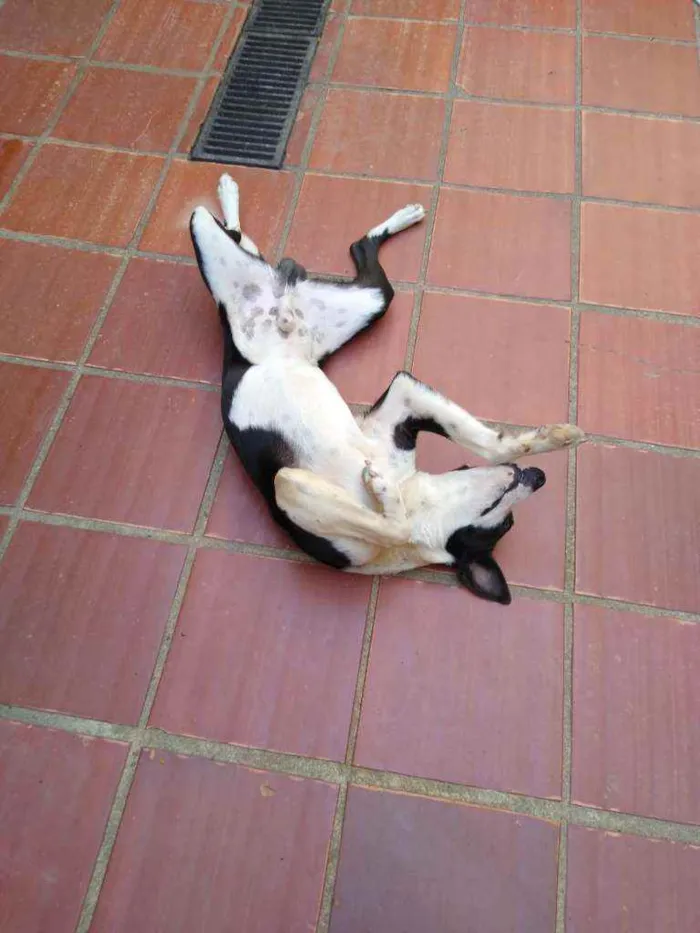 Cachorro ra a Mista  idade 7 a 11 meses nome BOB