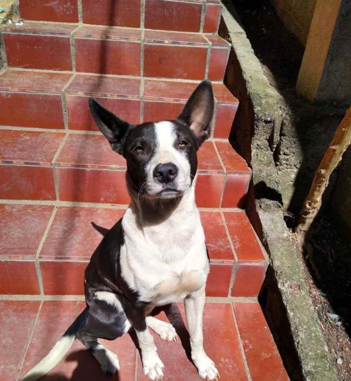 Cachorro ra a Mista  idade 7 a 11 meses nome BOB