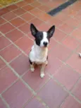 BOB