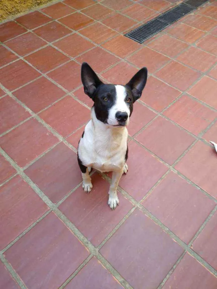 Cachorro ra a Mista  idade 7 a 11 meses nome BOB