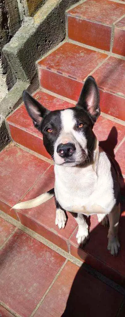 Cachorro ra a Mista  idade 7 a 11 meses nome BOB