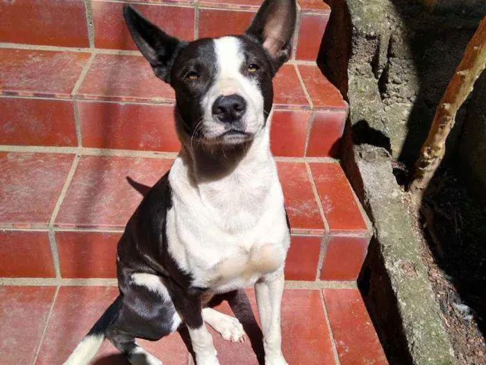 Cachorro ra a Mista  idade 7 a 11 meses nome BOB