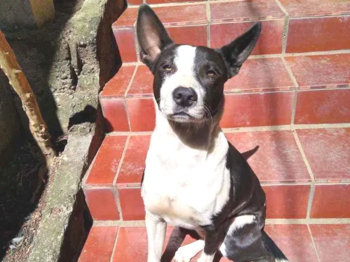 Cachorro ra a Mista  idade 7 a 11 meses nome BOB