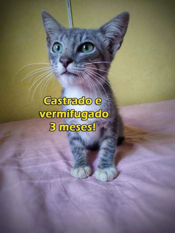 Gato ra a Sem raça definida idade 2 a 6 meses nome Sem nome