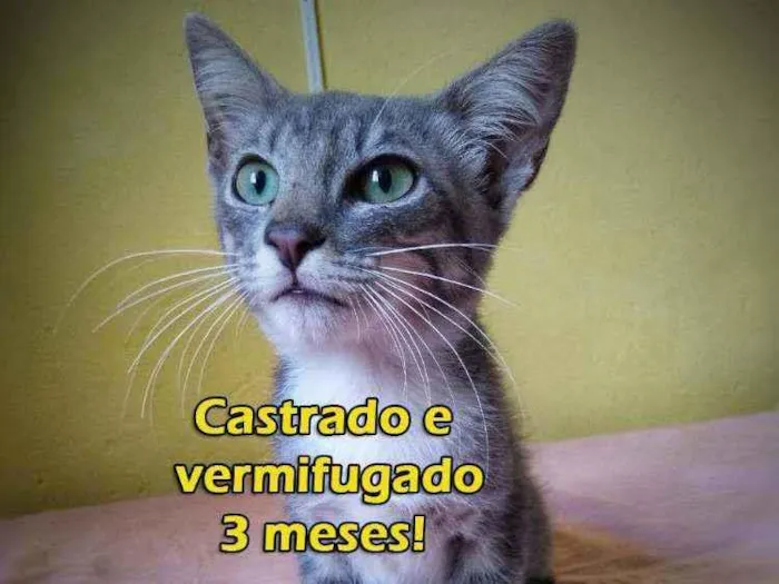 Gato ra a Sem raça definida idade 2 a 6 meses nome Sem nome