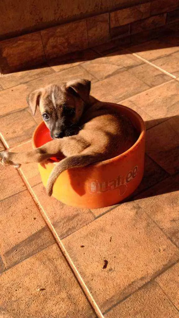 Cachorro ra a Sem Raça Definida idade Abaixo de 2 meses nome Netinho 1