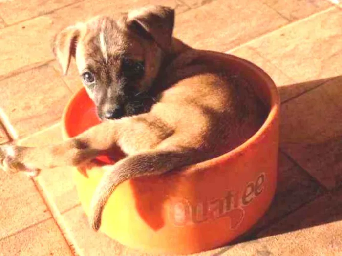 Cachorro ra a Sem Raça Definida idade Abaixo de 2 meses nome Netinho 1