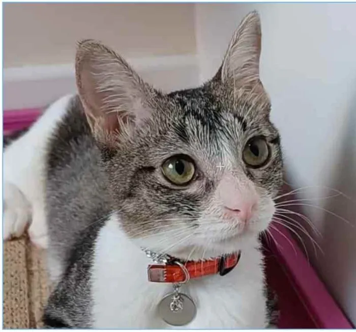 Gato ra a srd  idade 7 a 11 meses nome ANA