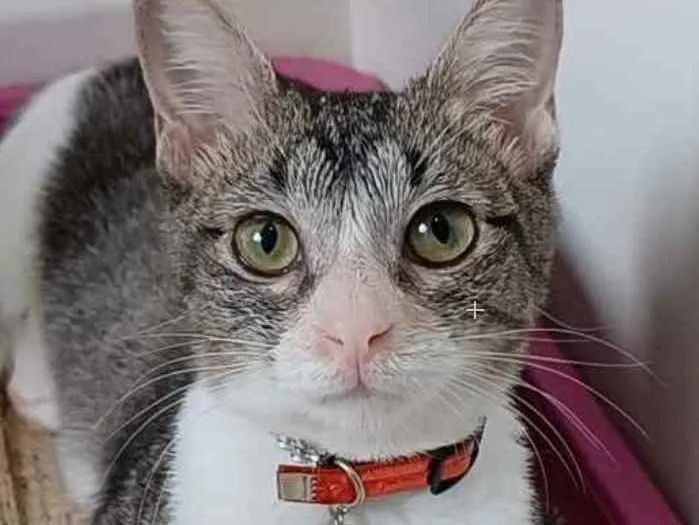 Gato ra a srd  idade 7 a 11 meses nome ANA