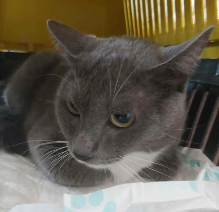 Gato ra a srd bicolor idade 7 a 11 meses nome BRISA