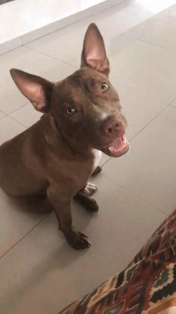 Cachorro ra a Pitbull  idade 7 a 11 meses nome Rita