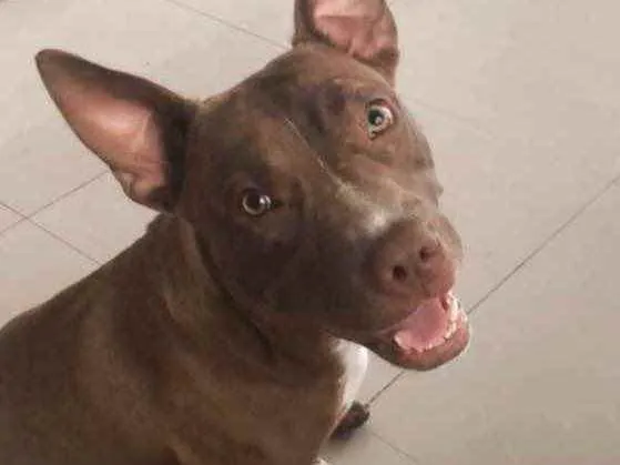 Cachorro ra a Pitbull  idade 7 a 11 meses nome Rita