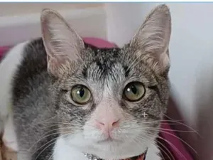 Gato raça srd  idade 7 a 11 meses nome ANA